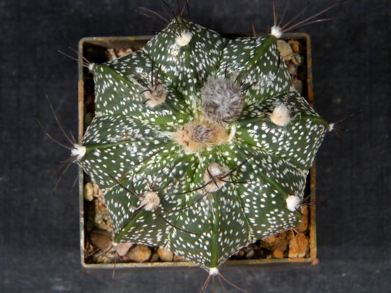 Plant for sale on April 21, 2025